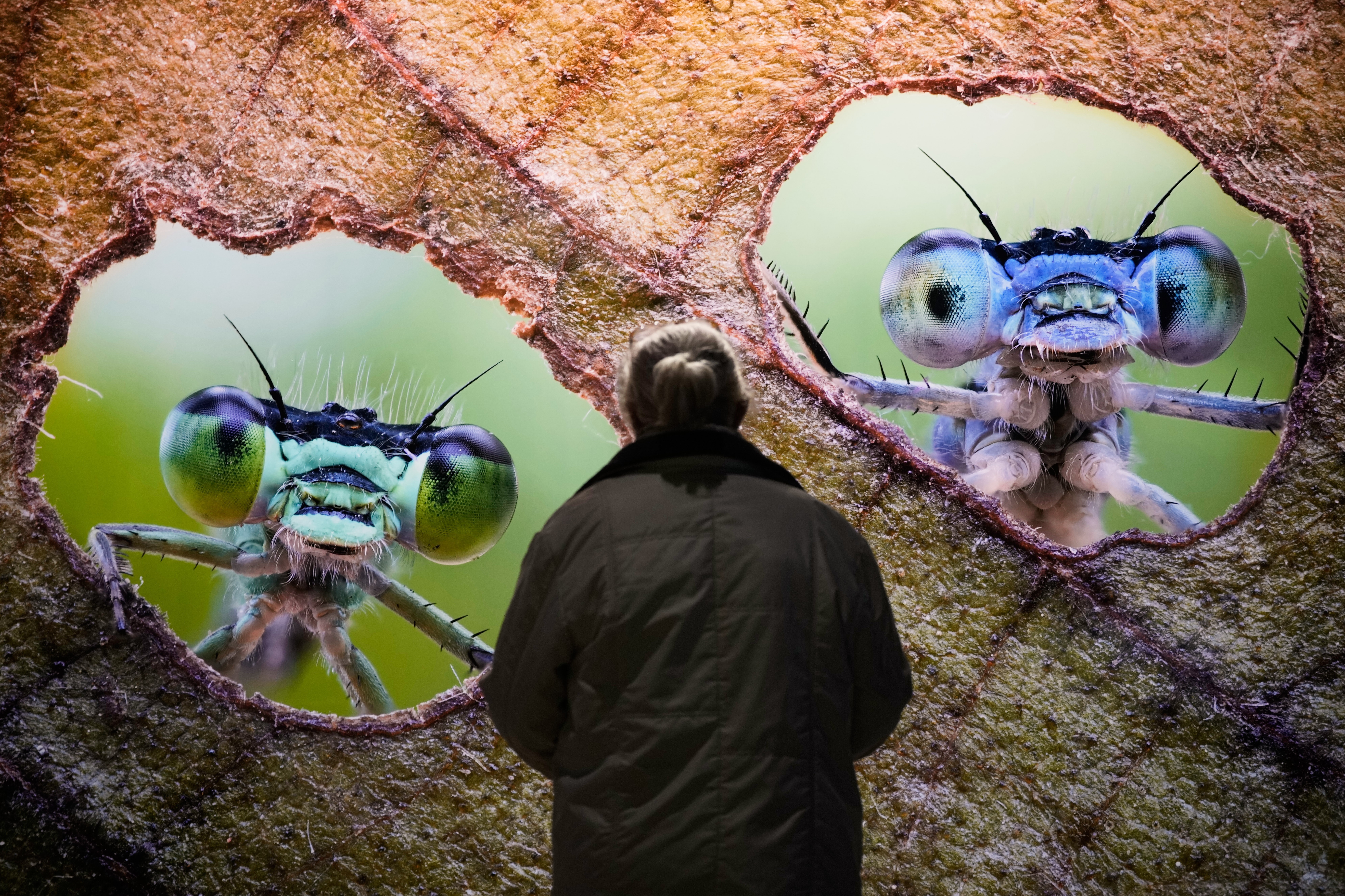 A visitor looks at a huge photo of two dragonflies.