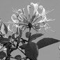 Flowers blooming in black and white