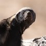 A photo of a honey badger