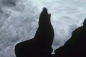Blurred image of a sea lion in silhouette against foaming water.