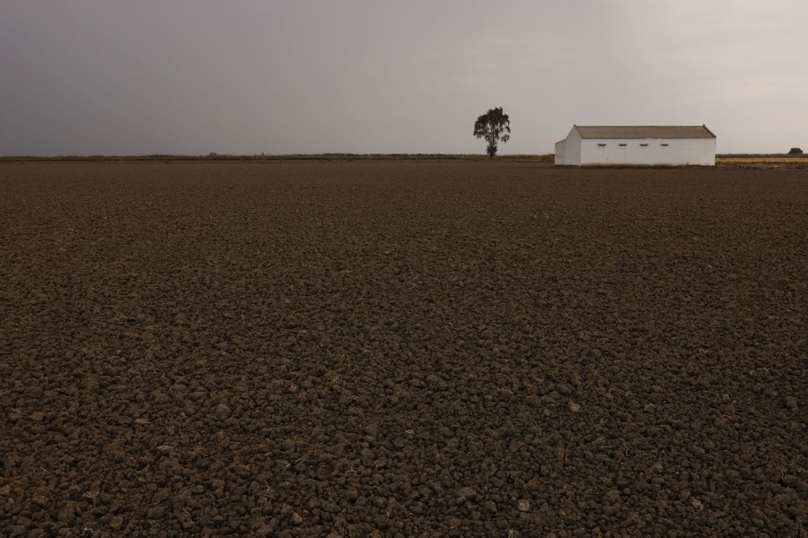 A very dry field, with one tree and one farm building.