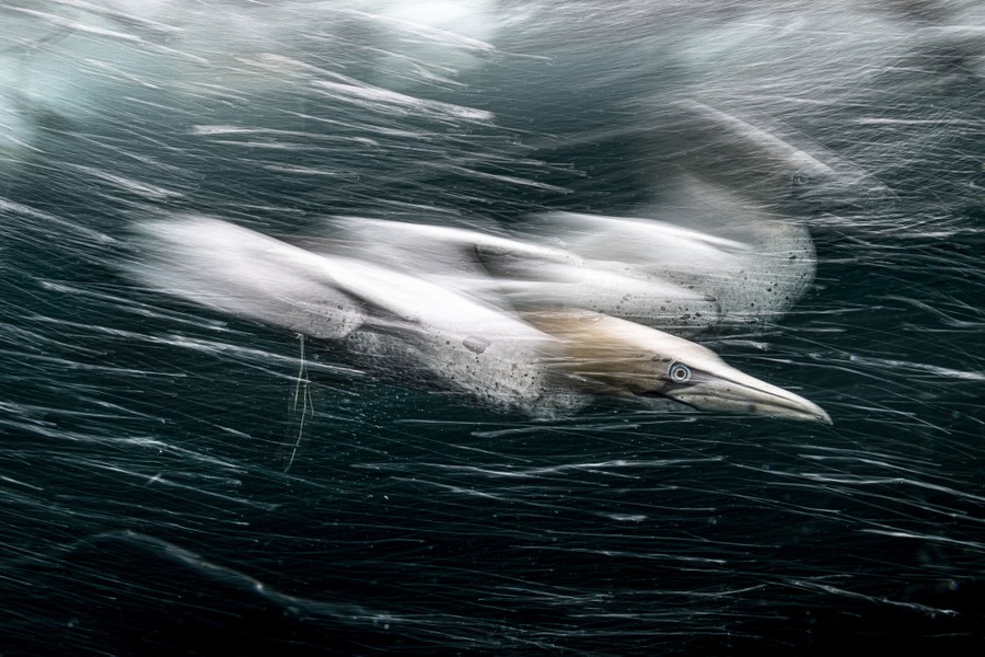 A motion-blurred image of a seabird as it dives underwater to hunt.