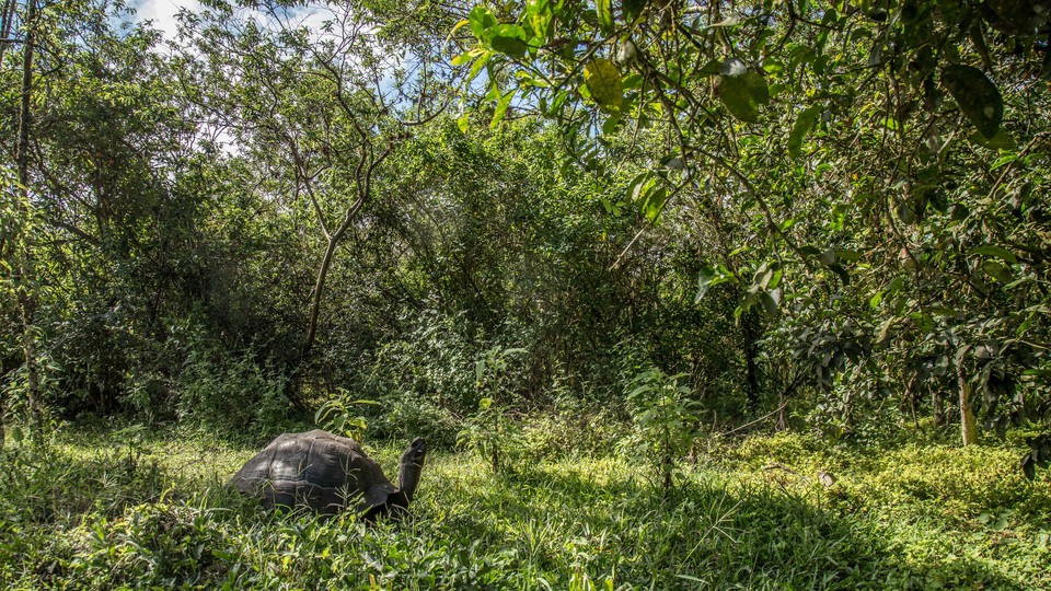 A giant tortoise stands in the middle of a luscious green forest