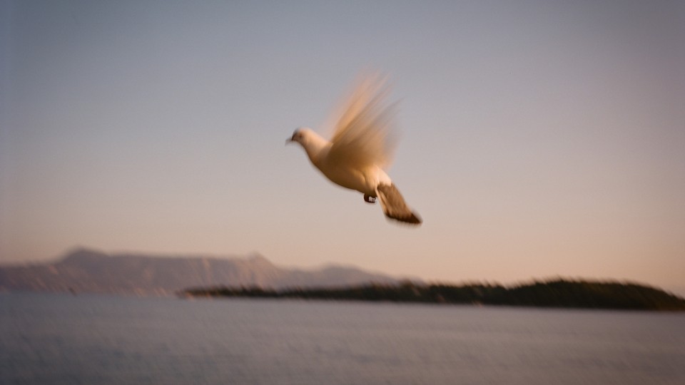 A bird flies above the ocean