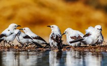 Southern pied babblers at a waterhole