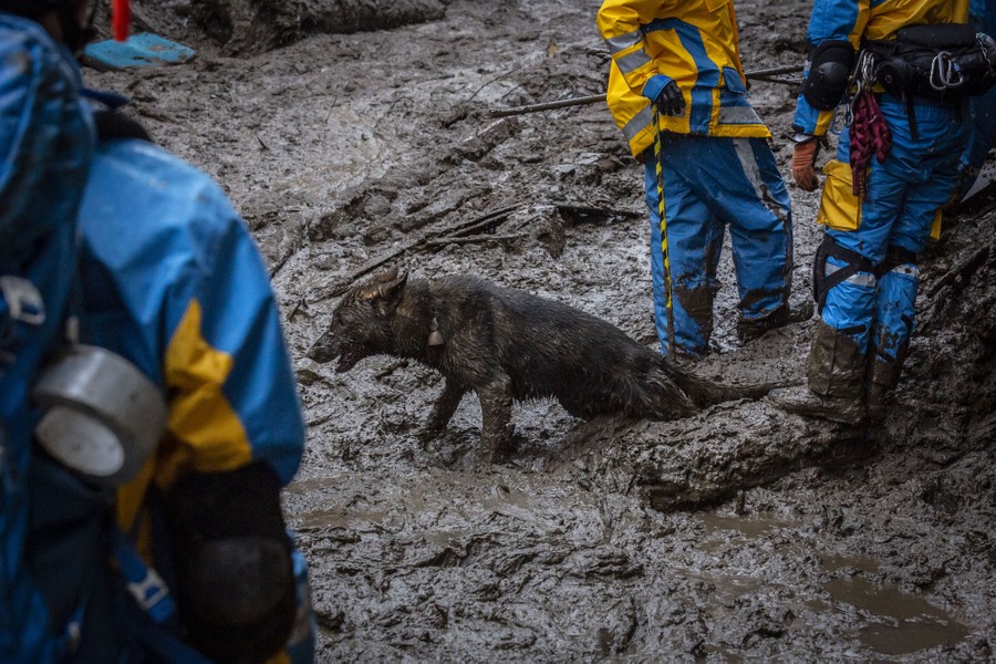 A dog, covered in mud, slogs through deep mud among search and rescue personnel.