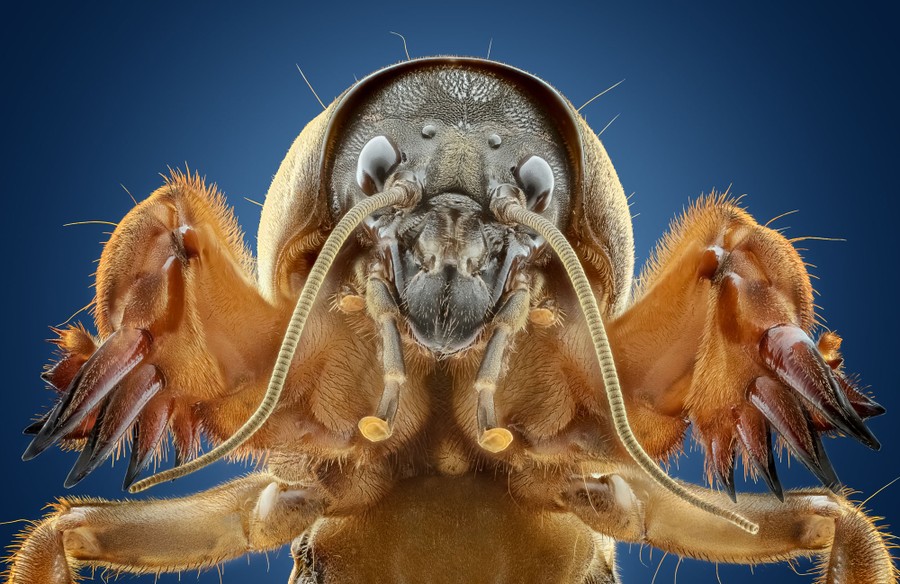 A very close view or the head and front of a mole cricket.