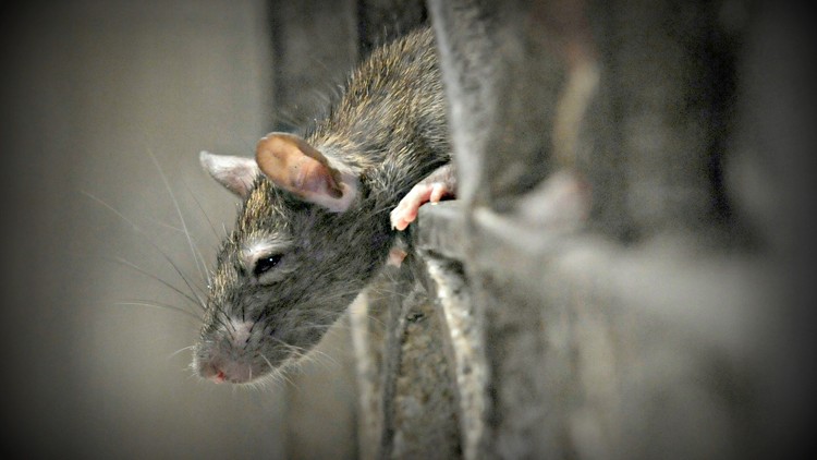 New Study Suggests that Gerbils, Not Rats, Brought Black Death to ...