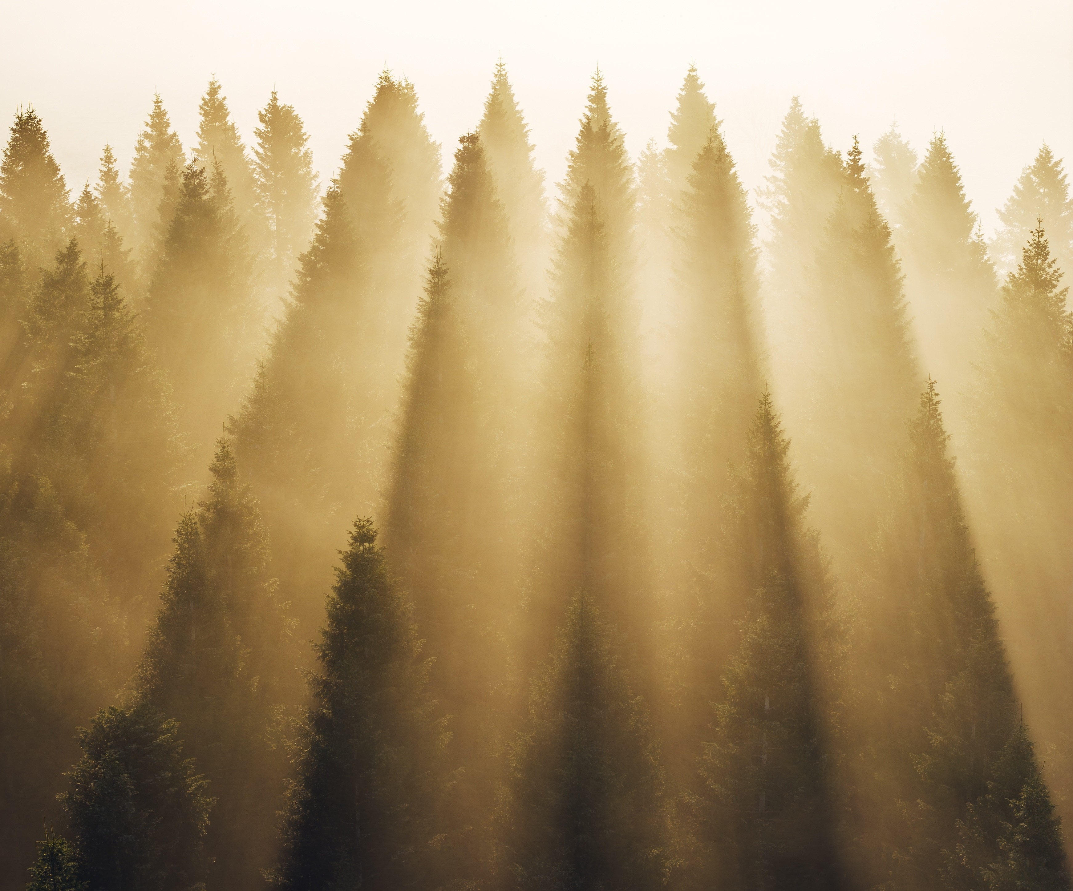 Sunlight streams through pine tree tops above a forest on a misty morning.