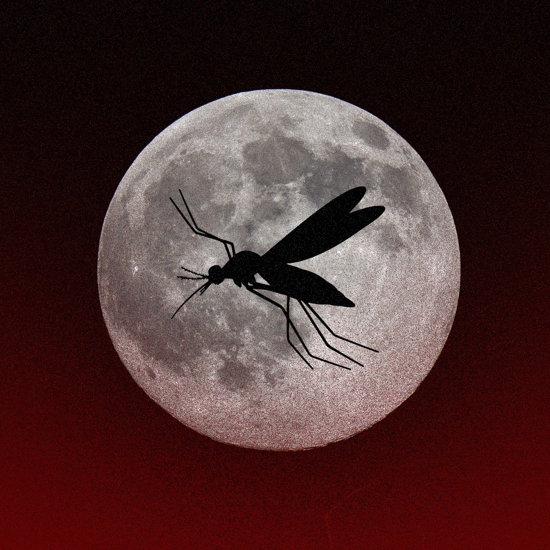 Zika, Mosquitoes and Vampire Stories - The Atlantic