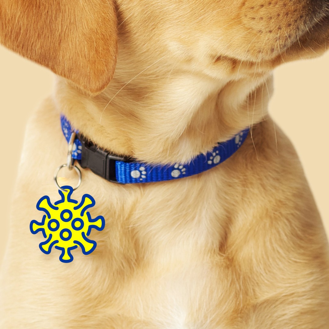 How To Get A Pandemic Puppy The Atlantic