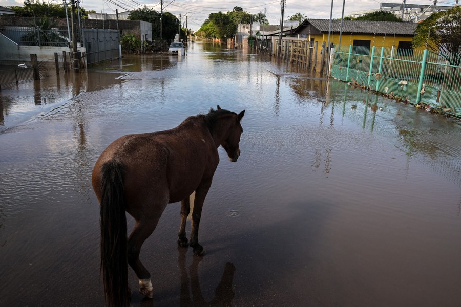 A horse stands in a flooded residential street.