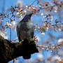 A bird perches among blooming cherry blossoms.