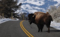 A bison looks back as it crosses the road near Lamar Valley in Yellowstone National Park.