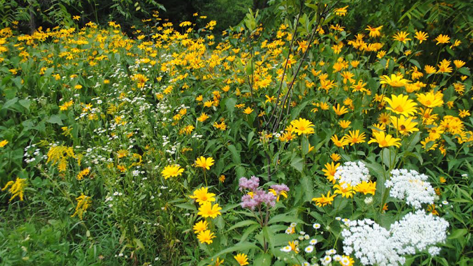 An assortment of wildflowers growing