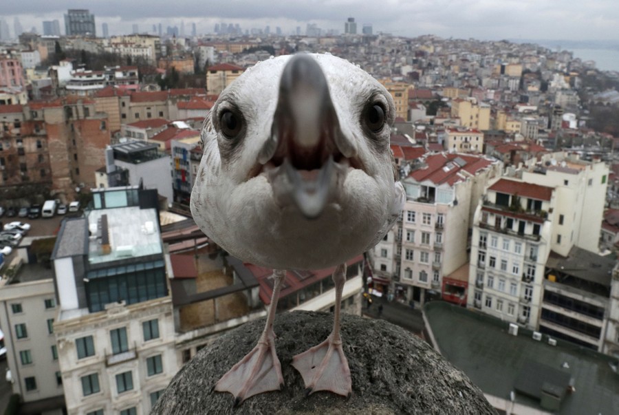 A seagull stands on the Galata Tower above the Bosphorus on March 13, 2017 in Istanbul, Turkey.