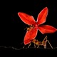 An ant carries a red flower as another ant rides along on the flower.