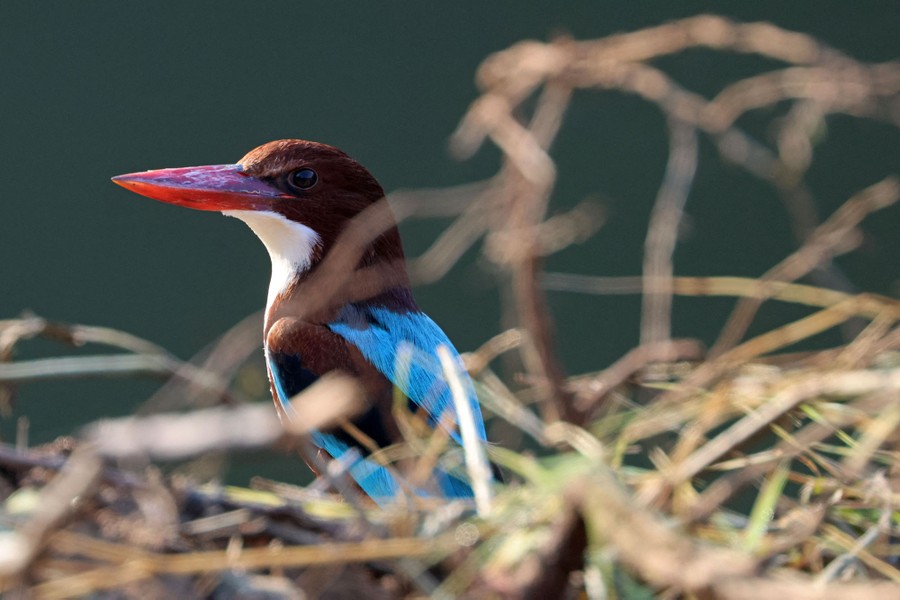 A multicolored bird with a prominent beak sits among grass and sticks.