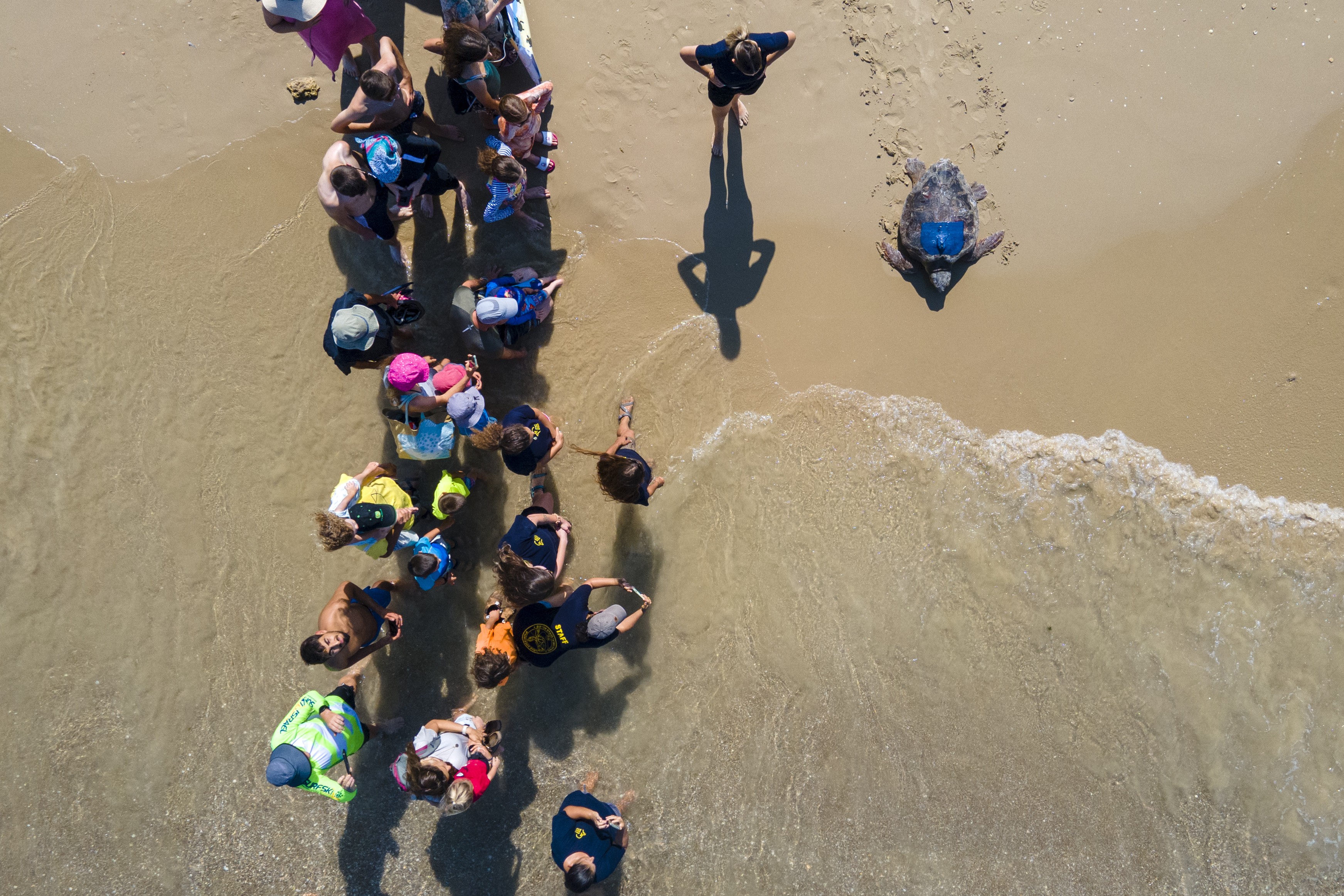 A top-down view of a crowd watching as a sea turtle with a transmission device attached to its shell makes its way down a beach to the sea