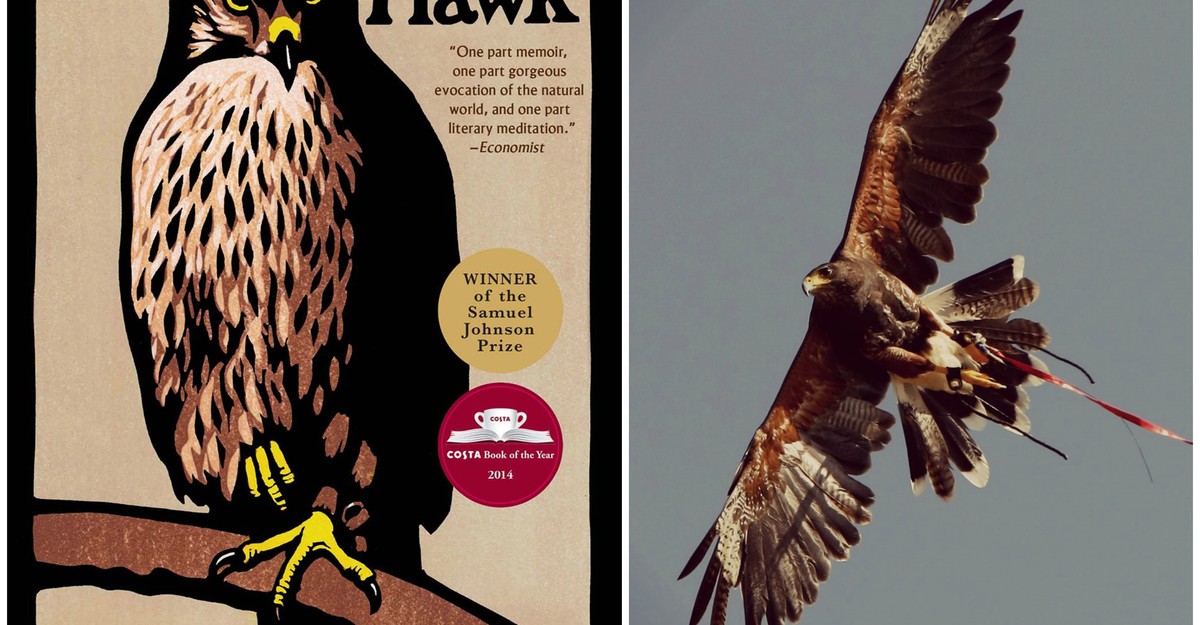 Hawks ~ These birds of prey have long been sacred to cultures all over the  world. Hawks…