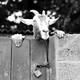A goat peers over a gate; hands are on the gate on either side of its head, giving the appearance that the goat has human hands.