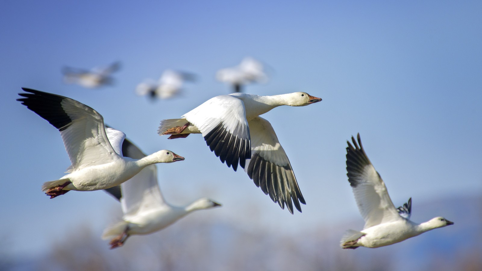 Small groups of snow geese take flight above wetlands.