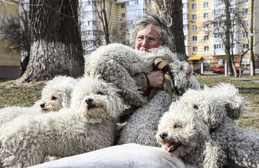 A woman sits outside, surrounded by a huddle of five or six dogs.