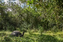 A giant tortoise stands in the middle of a luscious green forest