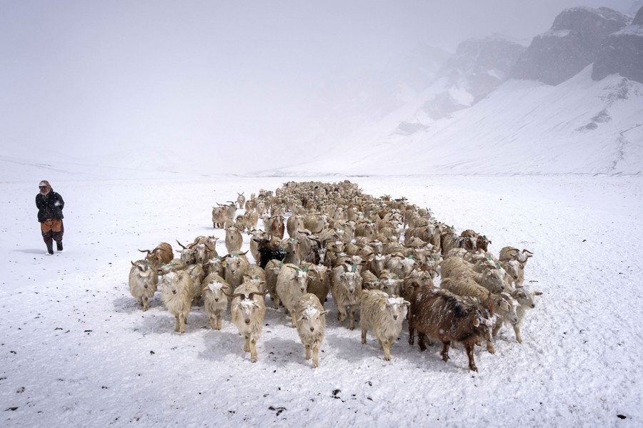 A shepherd walks with a herd of goats in a snow-covered mountain valley.