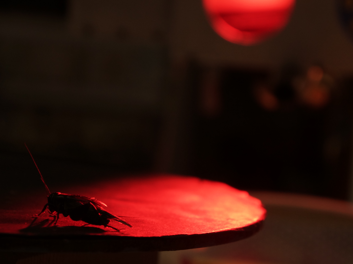 These Crickets Can't Sing Anymore—But They're Still Trying ...