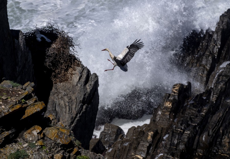 A stork flies to its nest on cliffs high above crashing ocean waves.