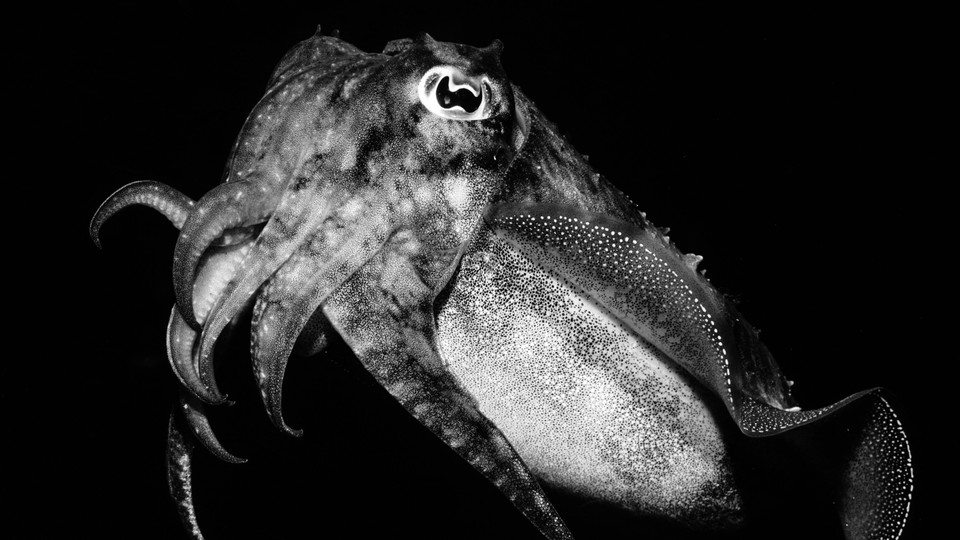 a common cuttlefish
