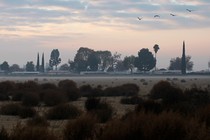 Geese fly above a fallow field in California.