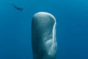 A diver descends toward the head of a sperm whale swimming perpendicular to the surface.