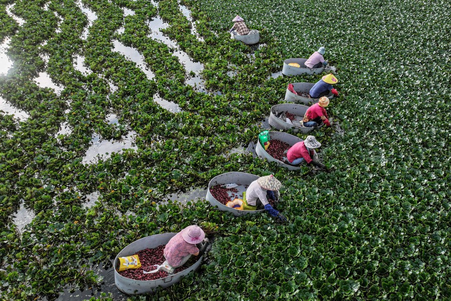 Seven people harvest water chestnuts, sitting low in small round boats and making their way through wetland vegetation.
