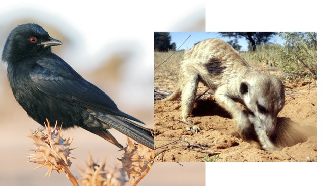 two side by side photos: left, a black bird with red eyes; right, a digging meerkat