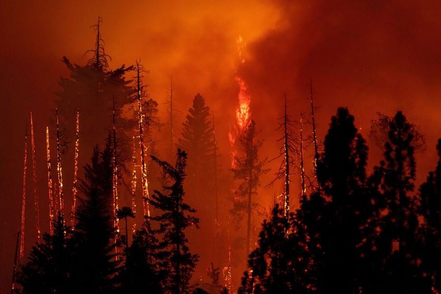 A view of burning pine trees