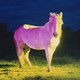 A white horse bathed in pink and yellow light stands in the middle of a grassy field, against the night sky. It stares directly at the viewer.