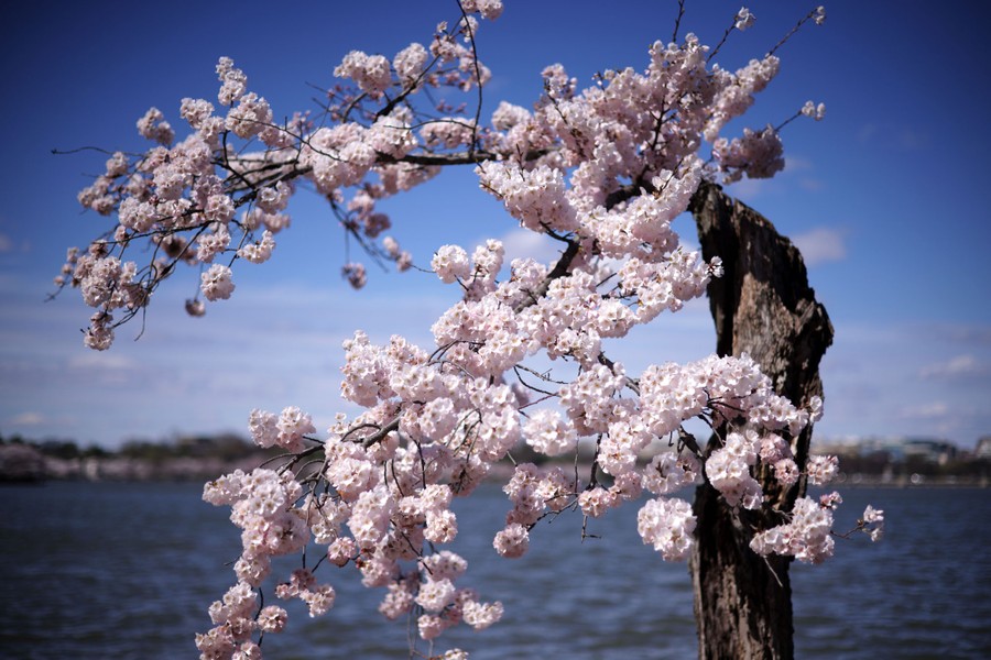 A close view of a flowering cherry tree