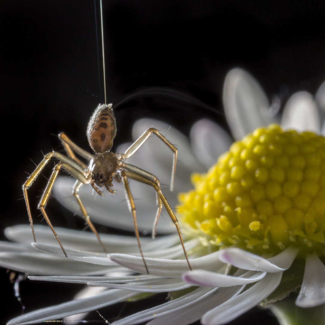 This spider web is strong enough for a bird to sit on, a scientific first