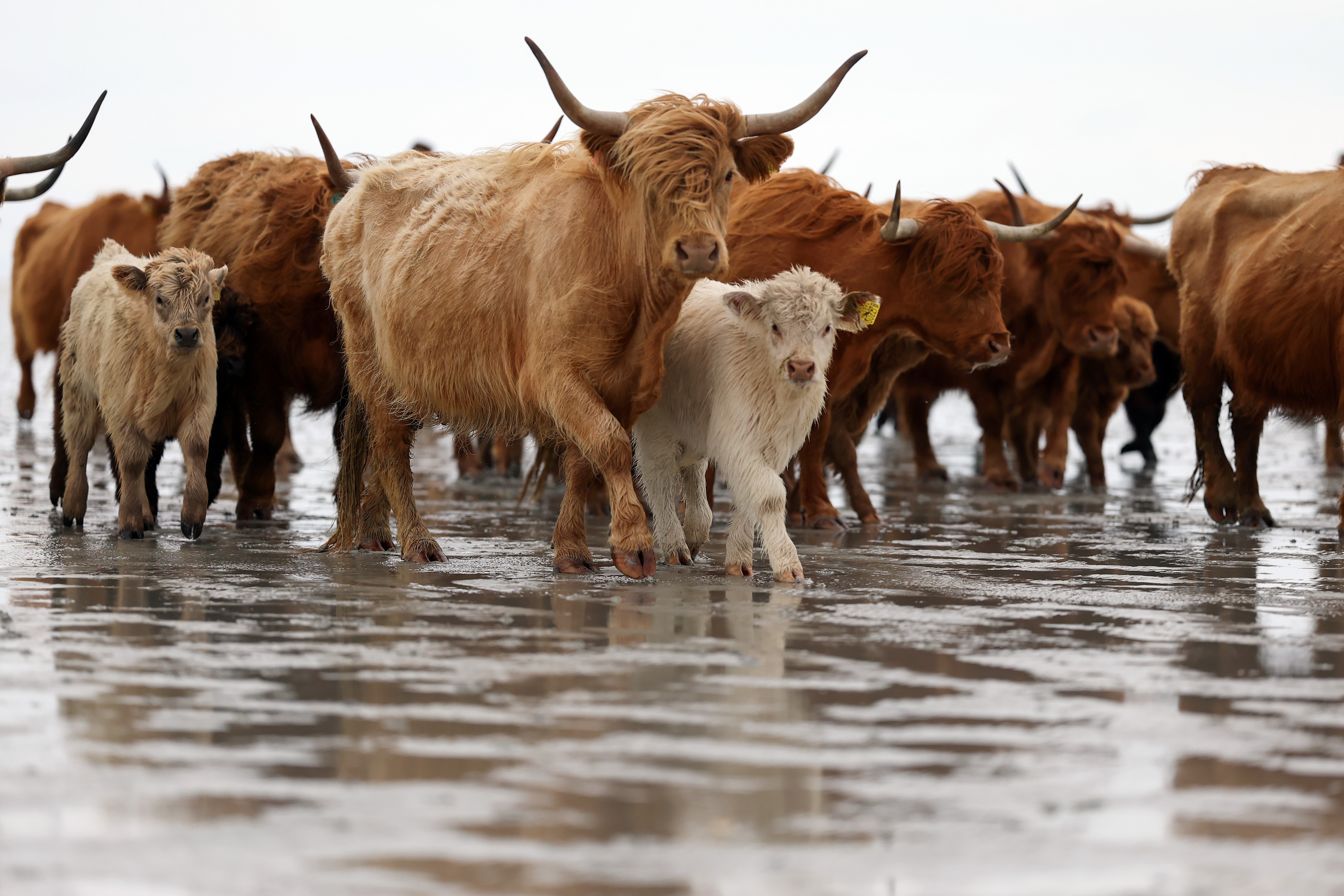 A herd of highland cattle walk across wet tideland.