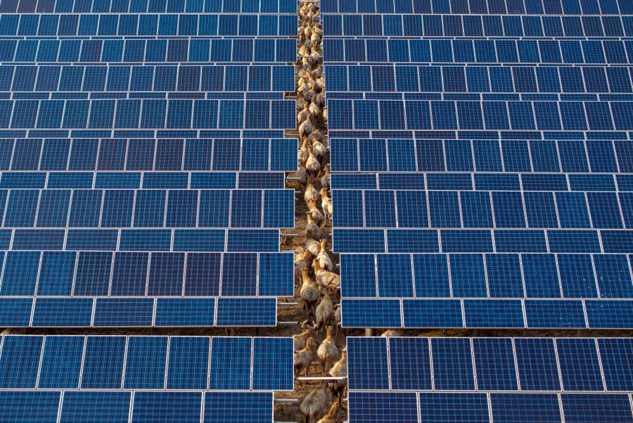 A herd of deer can be seen walking beneath rows of solar panels, viewed through a gap between the panels.