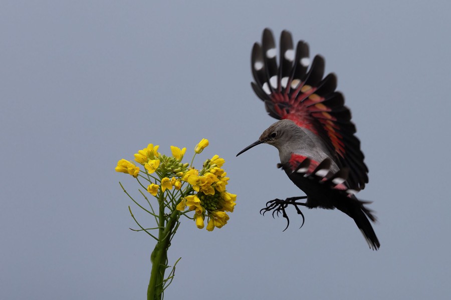 A small bird flies to a yellow flower.