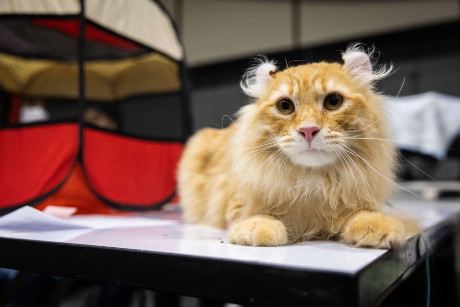 An orange cat with curled ears rests on a table.
