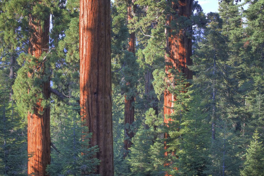 A view of the large trunks of tall sequoia trees.
