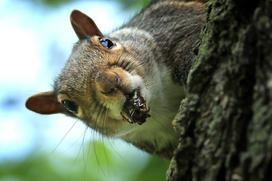 A squirrel perches on a tree with a cicada in its mouth.
