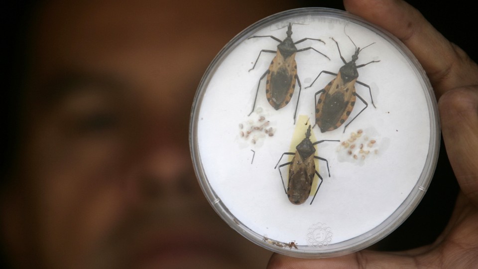 Northern Virginia Ground Zero For Kissing Bug Disease The Atlantic