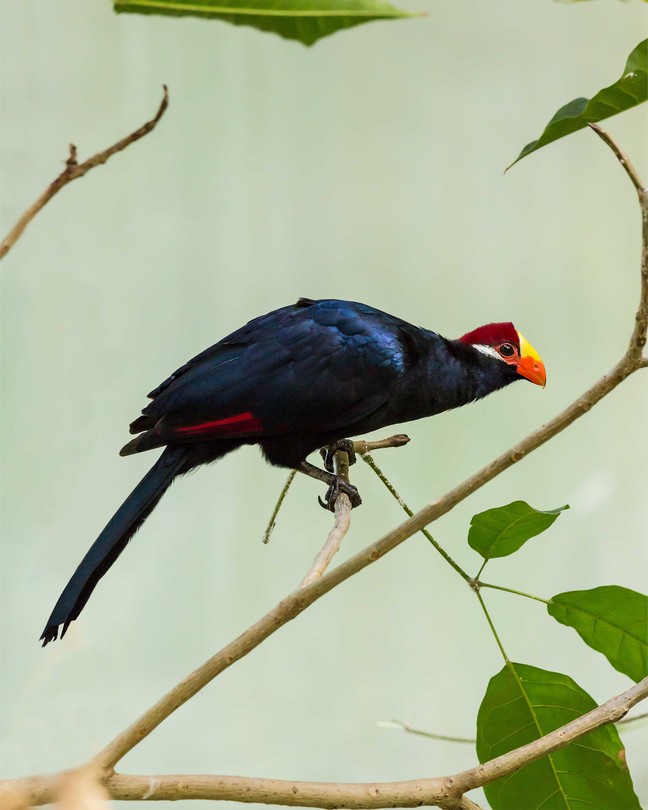 The Violet Turaco is a fruit-eating bird from West Africa with dark-blue and black feathers and an orange beak.