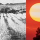 Image of an orchard next to an image of a big yellow sun in a red sky