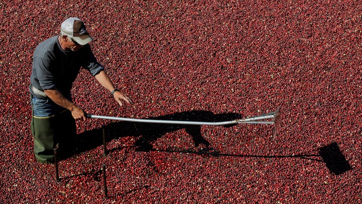 A man uses a harvest implement while standing in a cranberry bog.